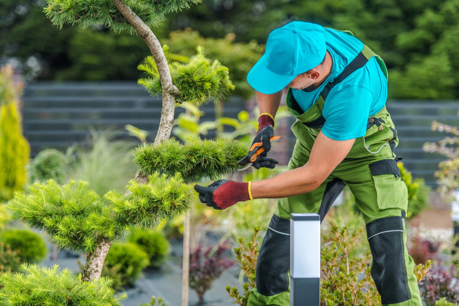 Read more about the article How The Best Tree Trimming Company in Rochester NY Saves your Time and Money