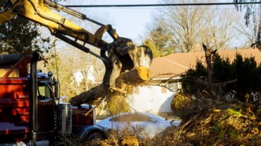 When Should You Ring For Emergency Tree Removal?