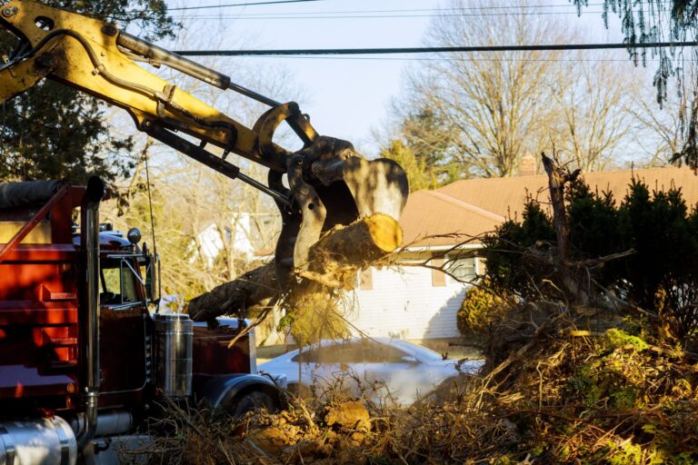 When Should You Ring For Emergency Tree Removal?