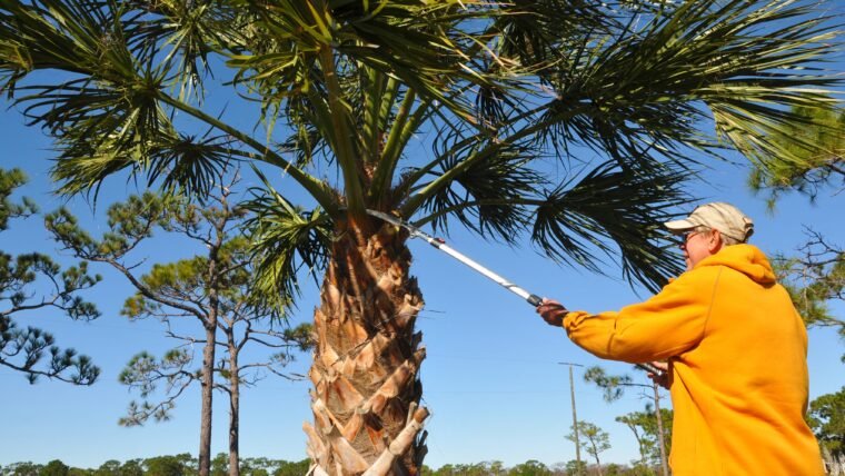 The Spine-Chilling Hidden Dangers of Palm Tree Trimming