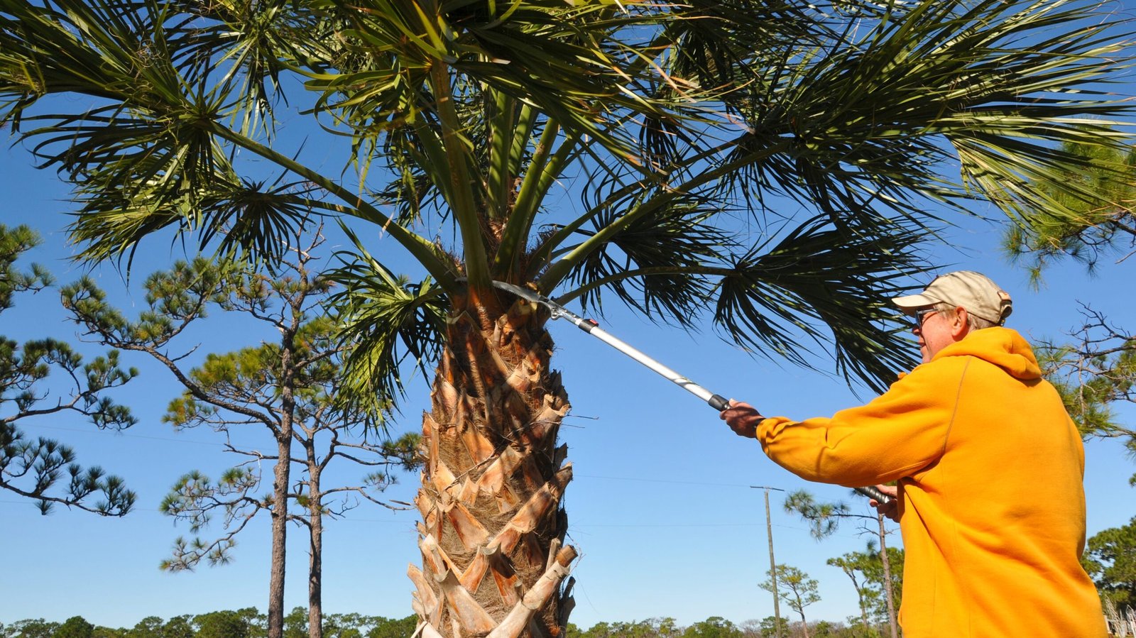 Read more about the article The Spine-Chilling Hidden Dangers of Palm Tree Trimming