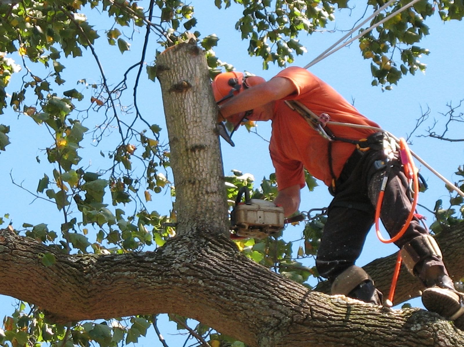 Read more about the article The Risks of DIY Tree Removal in Rochester, NY