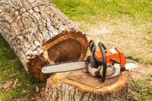 Read more about the article How to Know your Tree Stump is Desperately Calling Out For Help?