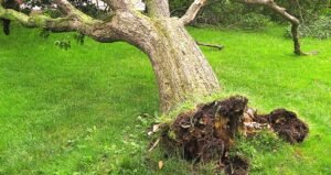 Read more about the article Key Factors to Consider When Choosing A Tree removal Service Provider