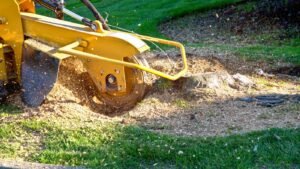 Read more about the article How Does the Stump Grinding and Removal Process Work?