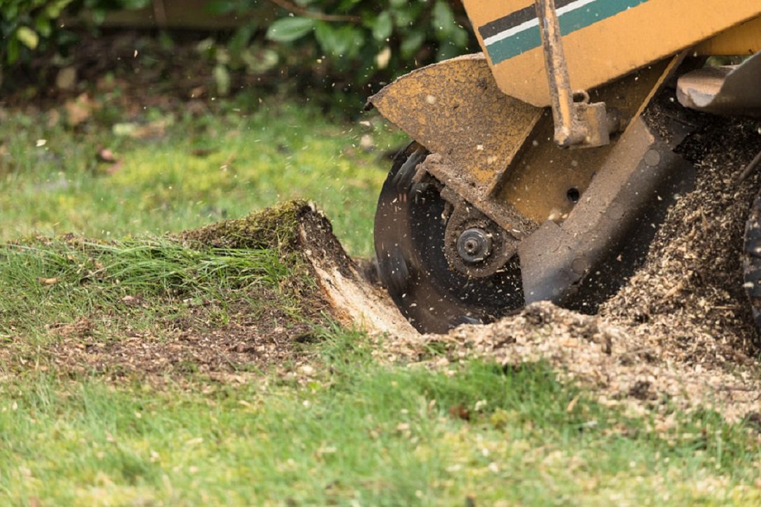 Read more about the article Tips to Restore Your Yard After Stump Grinding and Removal