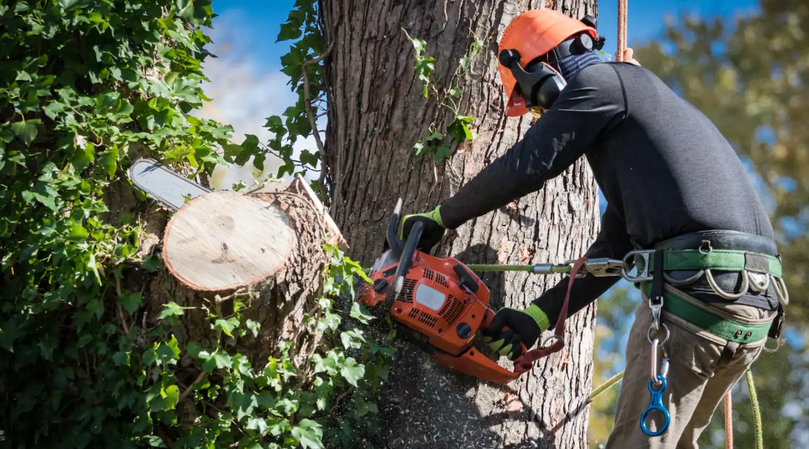 Read more about the article 5 Beneficial Safety Tips For DIY Tree Removal Services