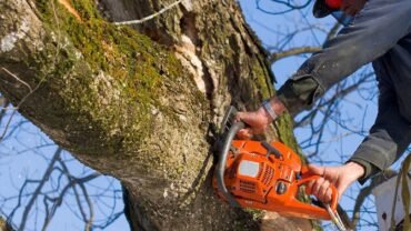 6 Important Questions You Must Ask Your Shortlisted Tree Removal Companies