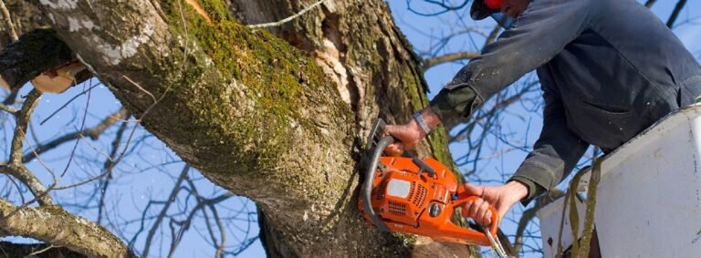 6 Important Questions You Must Ask Your Shortlisted Tree Removal Companies