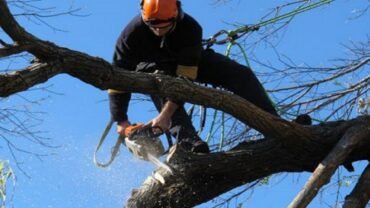 6 Most Common Type of Services Professional Tree Care Companies Provides