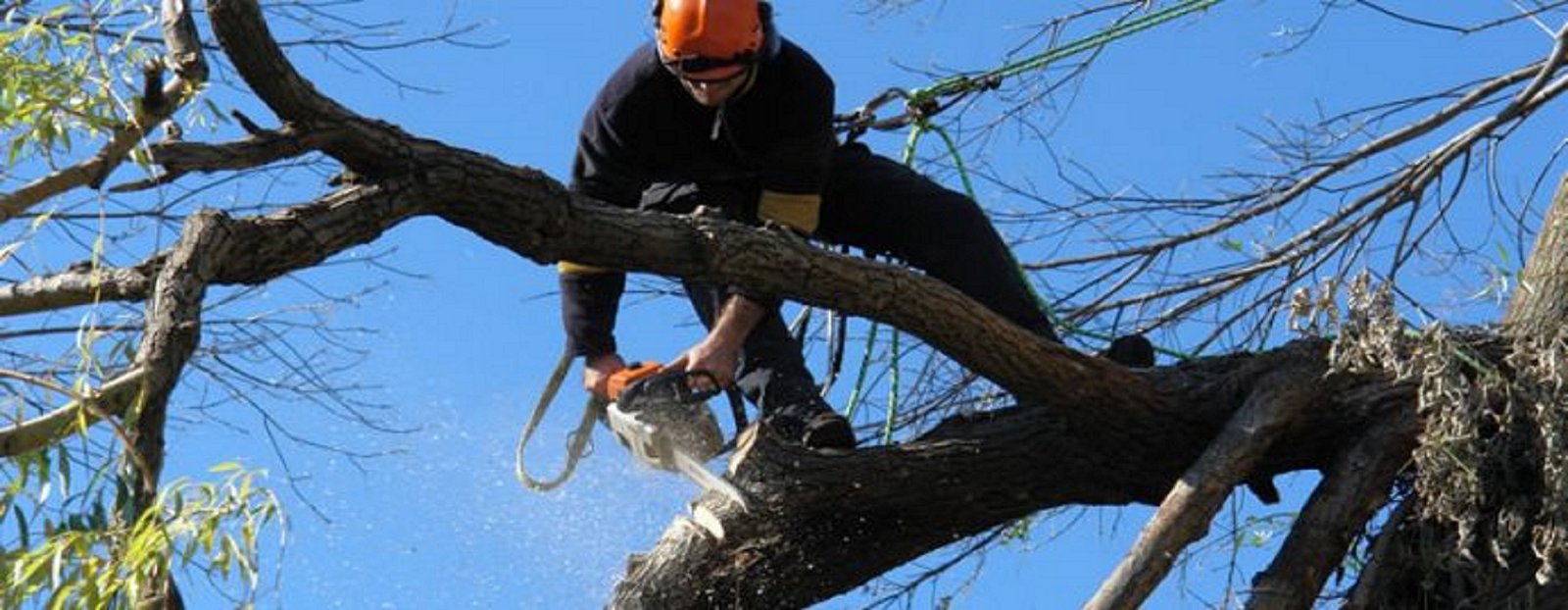 Read more about the article 6 Most Common Type of Services Professional Tree Care Companies Provides