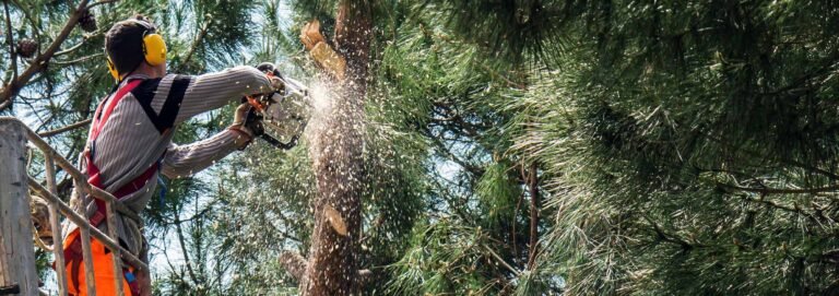 5 Things To Check Before Hiring a Tree Removal Service