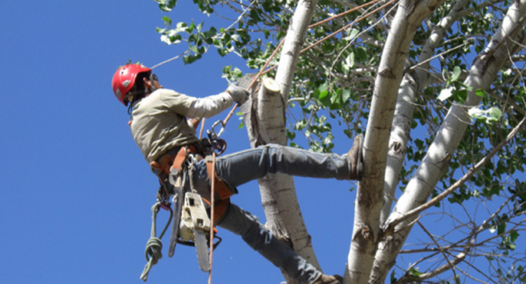 9 Vital Signs You Need Urgent Tree Care Assistance