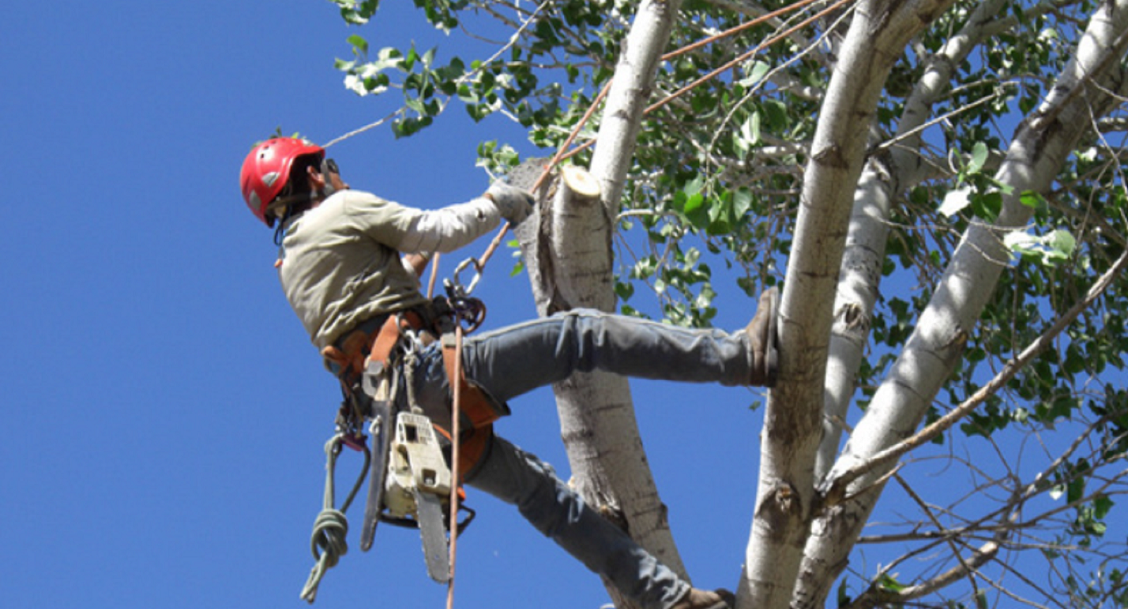 Read more about the article 9 Vital Signs You Need Urgent Tree Care Assistance