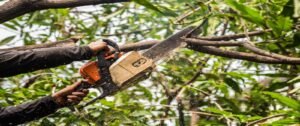 Read more about the article Essential Basics To Know Before Hiring a Tree Pruning Service