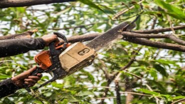 Essential Basics To Know Before Hiring a Tree Pruning Service