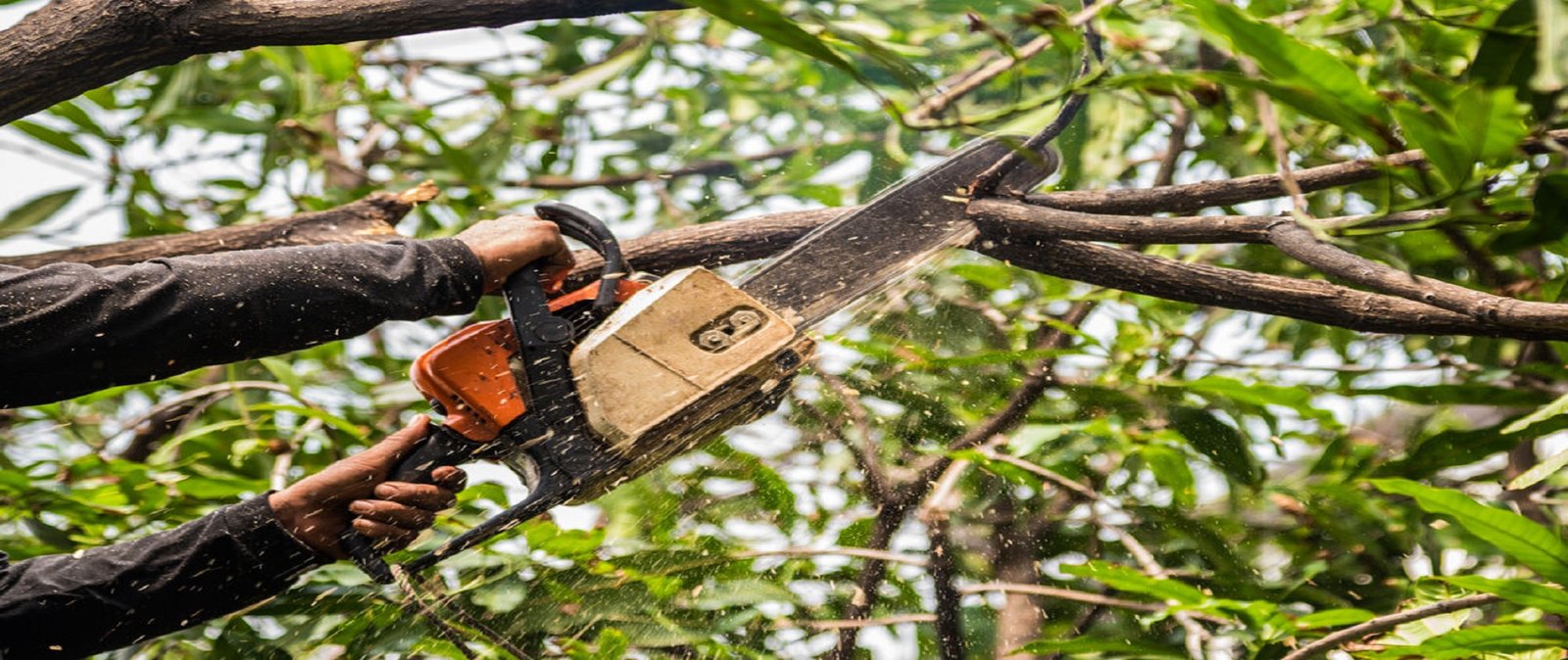 Read more about the article Essential Basics To Know Before Hiring a Tree Pruning Service