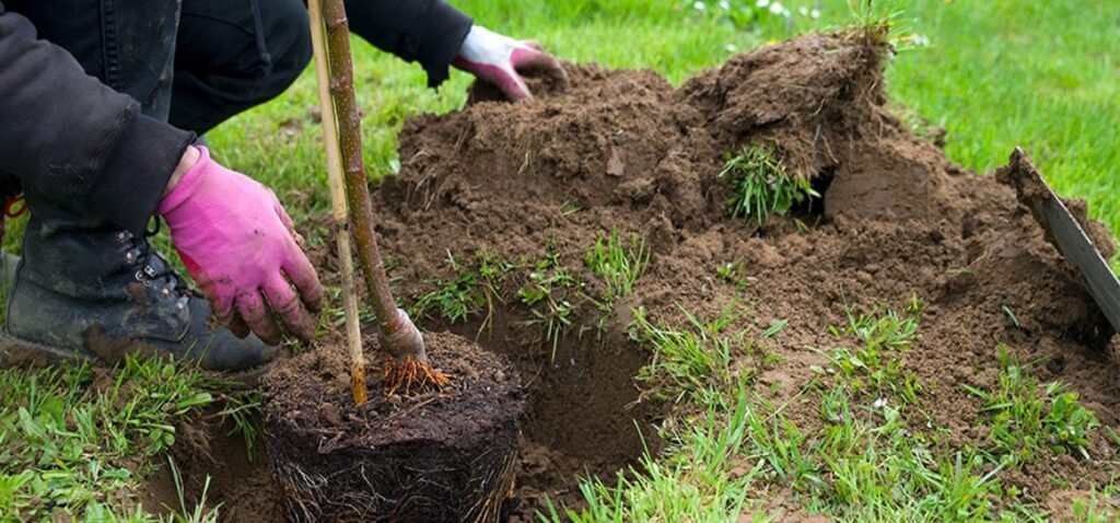 What’s The Ideal Time To Transplant Trees