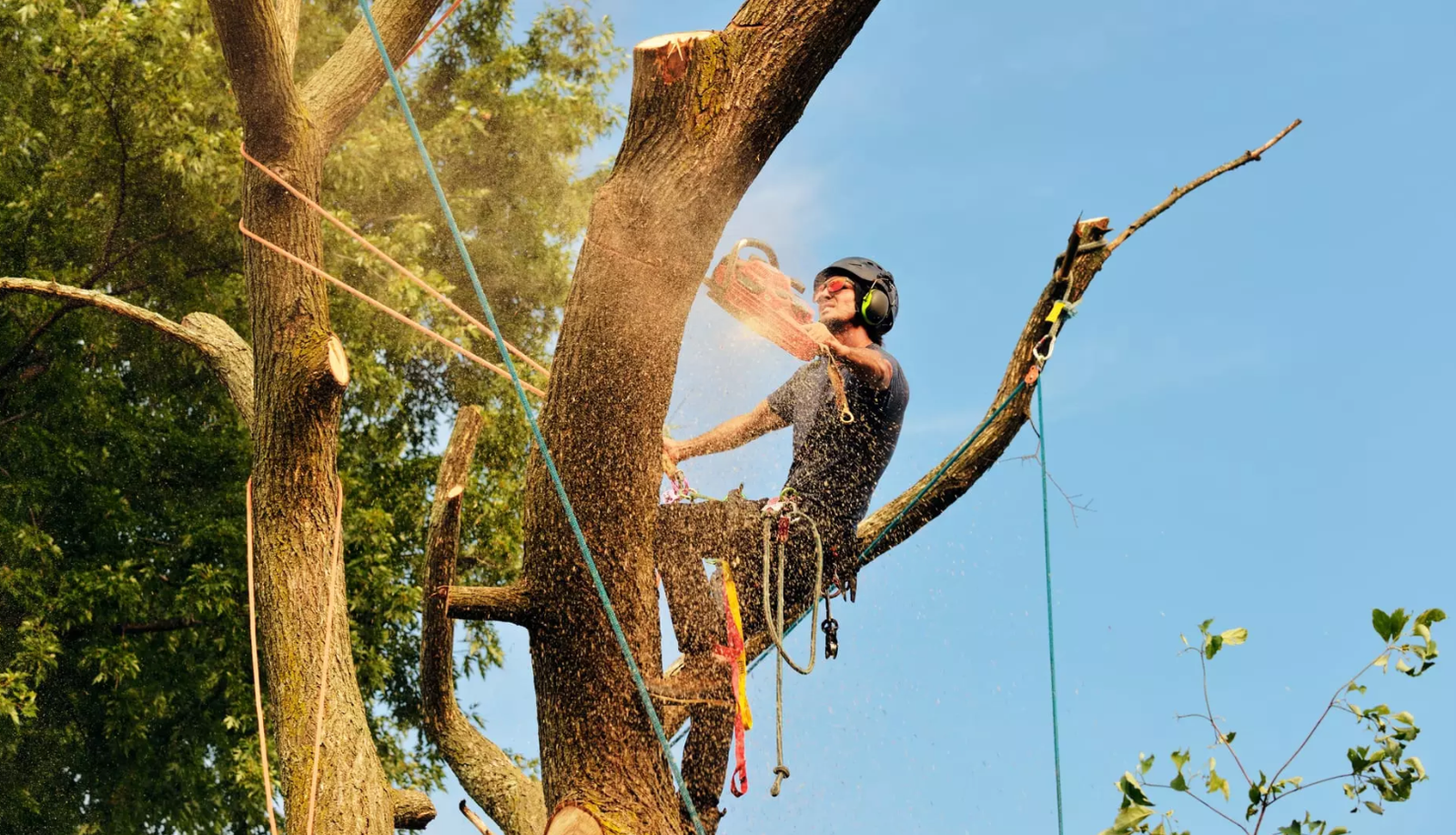 Read more about the article Why Must You Hire A Team of Certified Arborists To Take the Best Care of Your Trees?