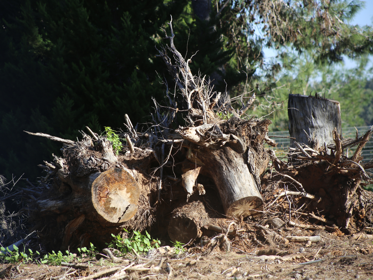 Read more about the article Tree and Stump Removal Services: When to Hire Them