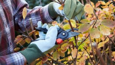 Tree Pruning: Get Ready to Combat Storm Damage