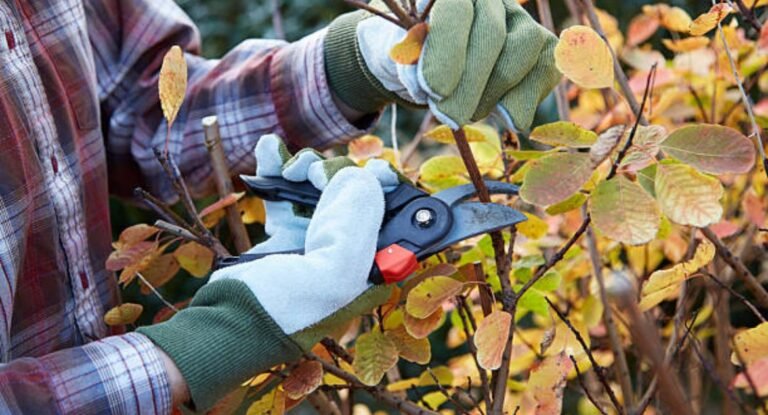 Tree Pruning Service in Buffalo NY