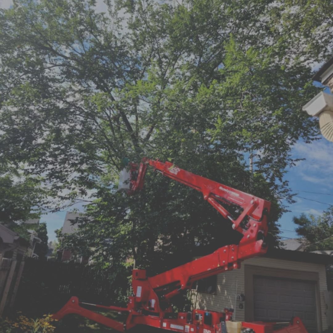 Tree Trimming - branch specialists tree service