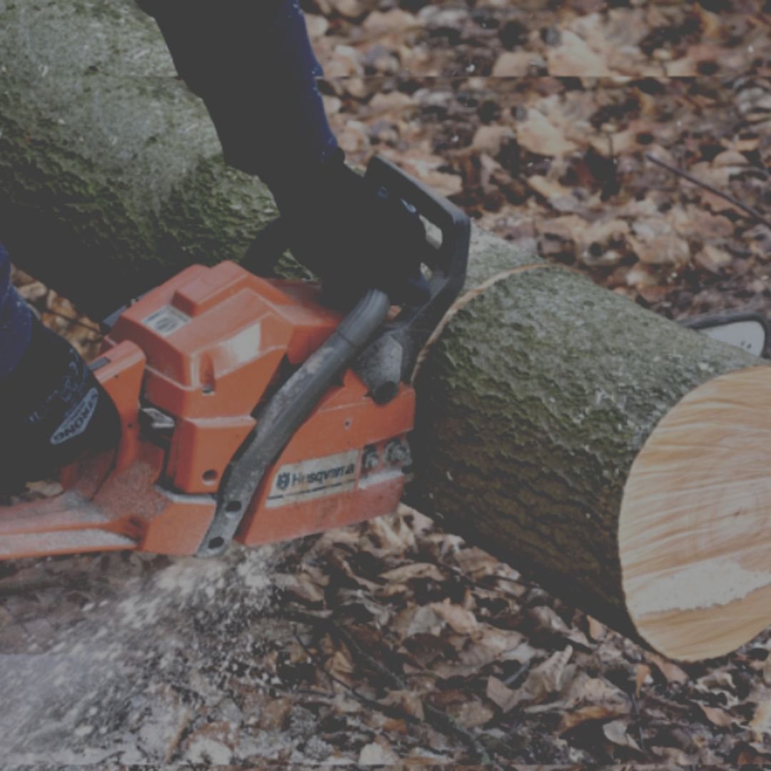 tree removal - branch specialists tree service