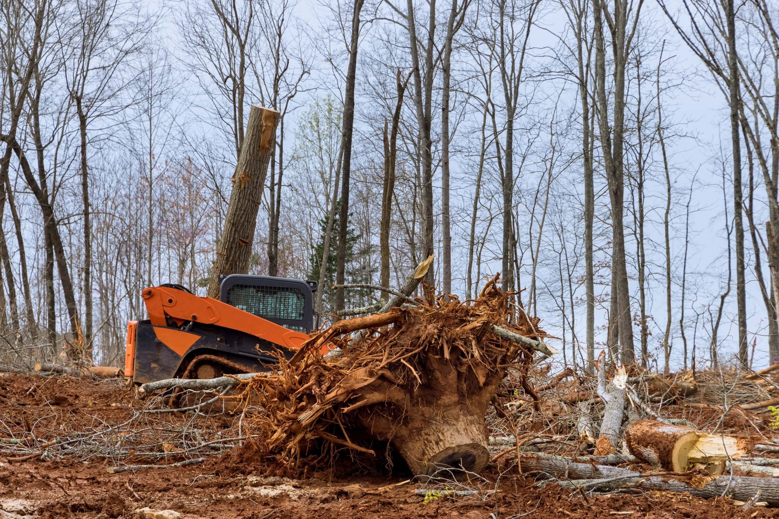 Read more about the article Fast and Affordable Stump Removal in Rochester, NY