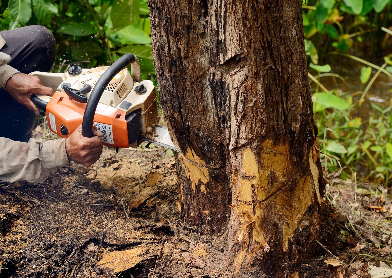 Read more about the article Safety Measures to be Taken During Tree Removal