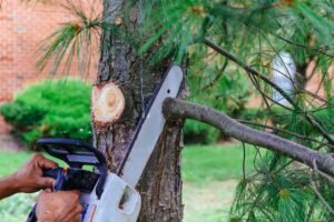 Read more about the article The Symphony of Seasons: The Art of Seasonal Tree Trimming by Branch Specialists Rochester NY