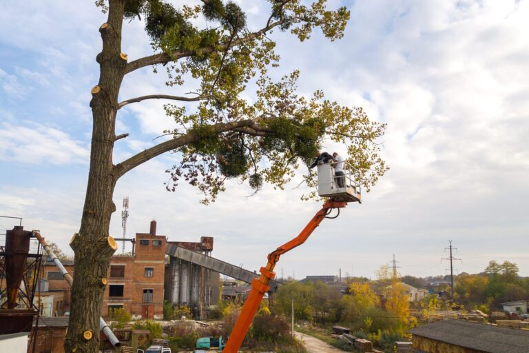 The Importance of Tree Service in Rochester, NY