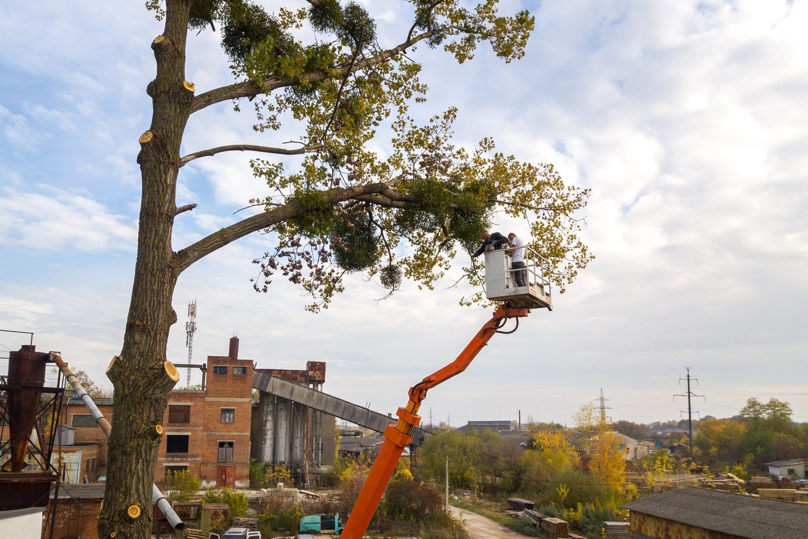 Read more about the article The Importance of Tree Service in Rochester, NY