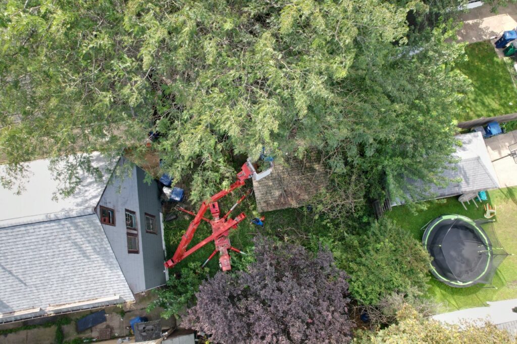 Tree Trimming Rochester NY