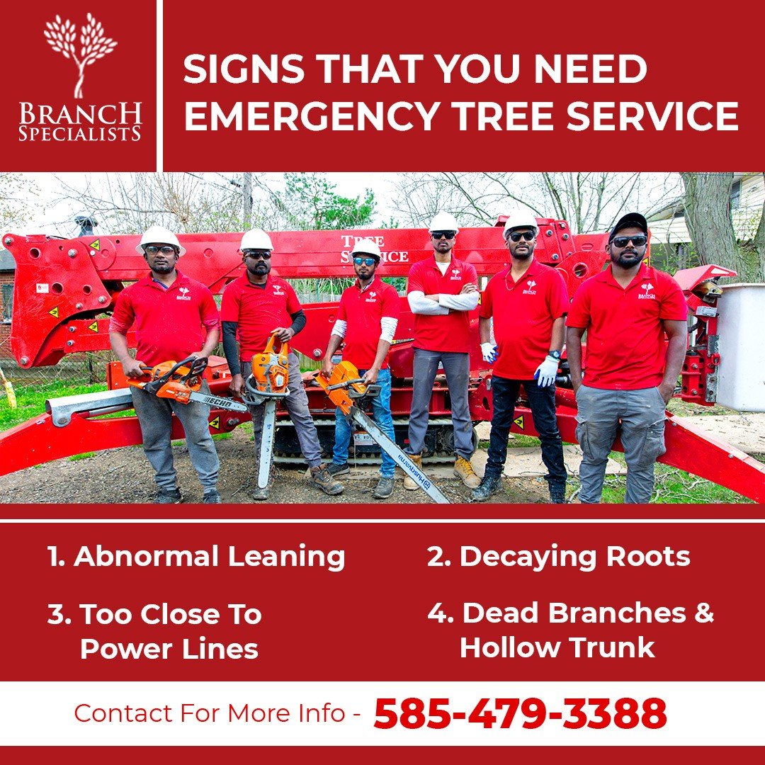 Branch Specialists Rochester NY.