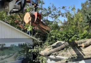 Tree Service