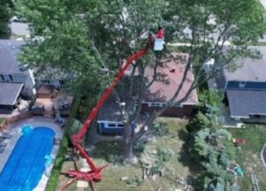 Read more about the article Professional Tree Trimming Services in Rochester, NY
