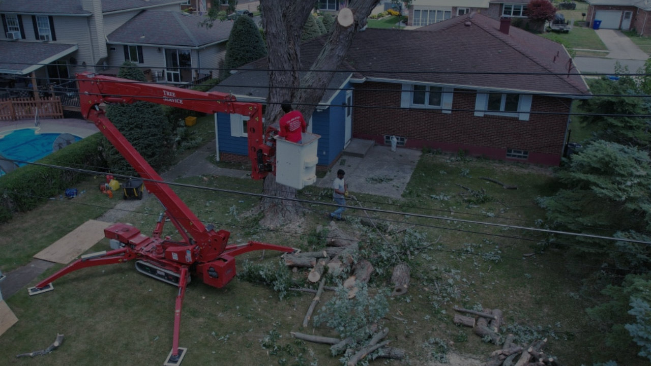 Read more about the article Tree Removal: What is a Tree Climber Arborist?