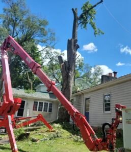 Tree Service Rochester NY