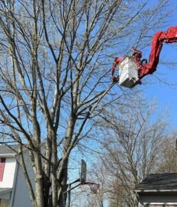 Read more about the article Tree Trimming Rochester NY: What Do Trees Need?