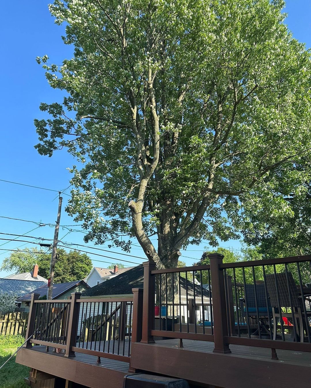Read more about the article Tree Removal Rochester NY: Why Professional Tree Removal Services are Essential for Rochester, NY Homeowners