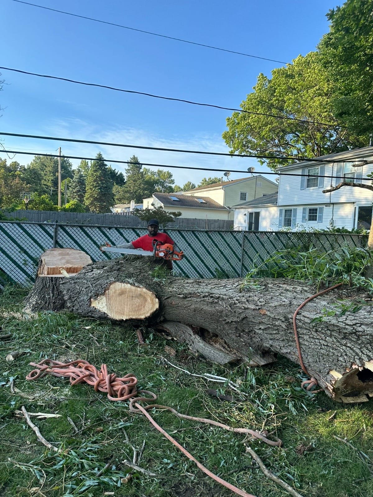 Read more about the article Tree Removal Hilton NY: How Much Does It Cost to Remove a Tree in NY?