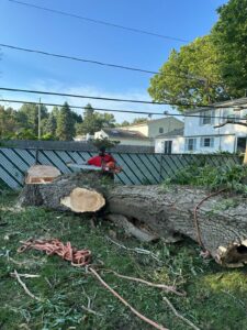 Tree Service Henrietta NY