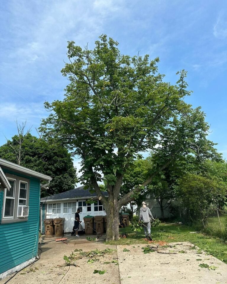 Tree Trimming Henrietta