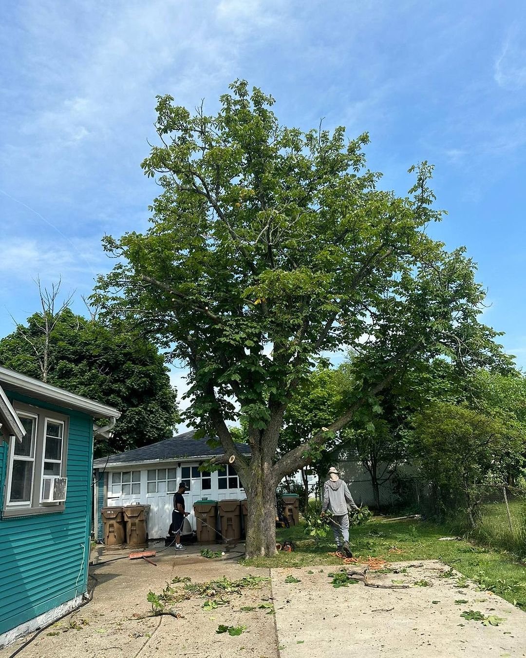 You are currently viewing Tree Trimming Henrietta, NY: What Months are Best for Tree Trimming?