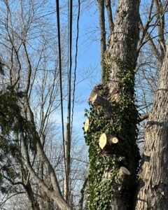 Tree Trimming West Henrietta NY