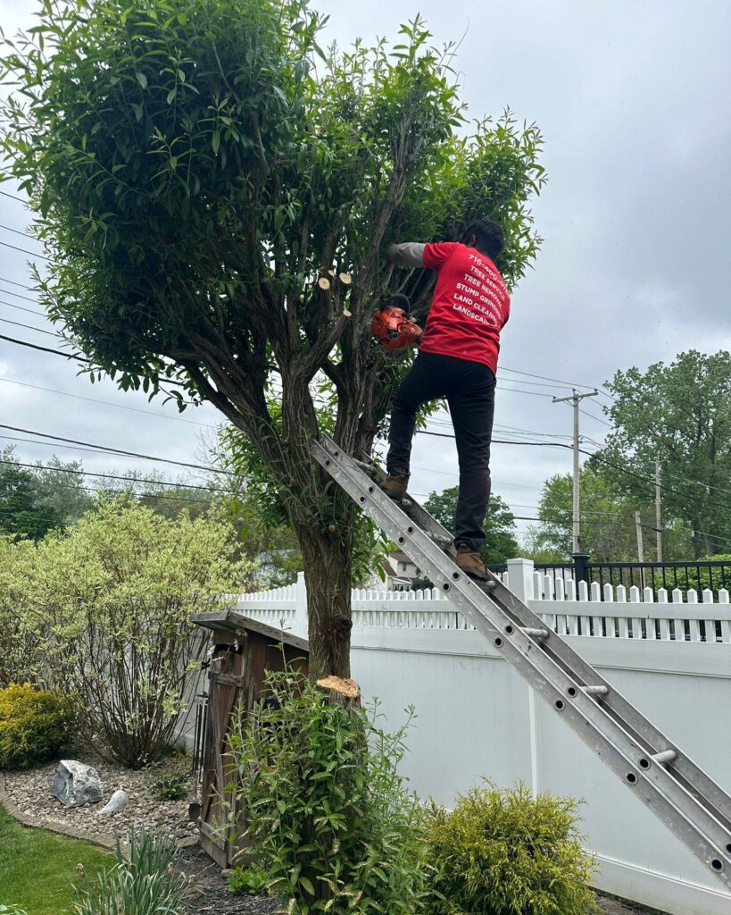 Tree Service