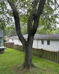 Read more about the article Your Tree’s Best Friend: Branch Specialists Rochester NY