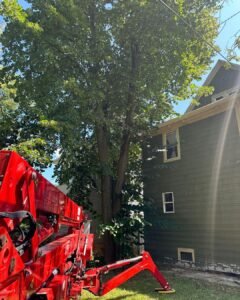 Read more about the article Branch Specialists Rochester NY: Your Trusted Arborists in Hilton, NY