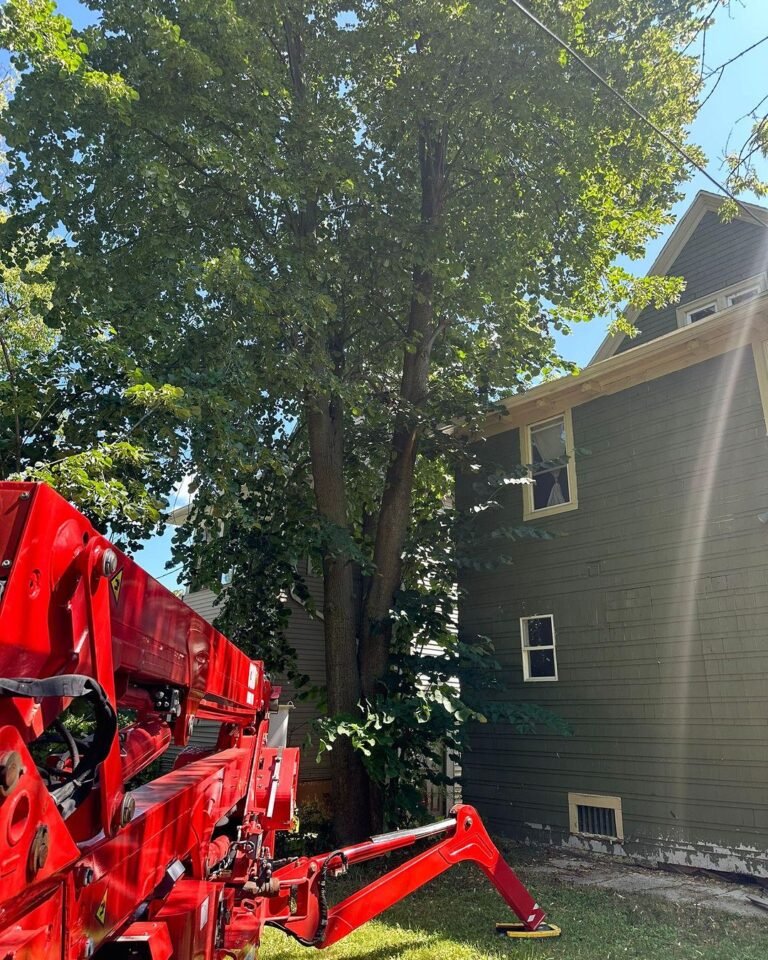 tree trimming in Hilton, NY